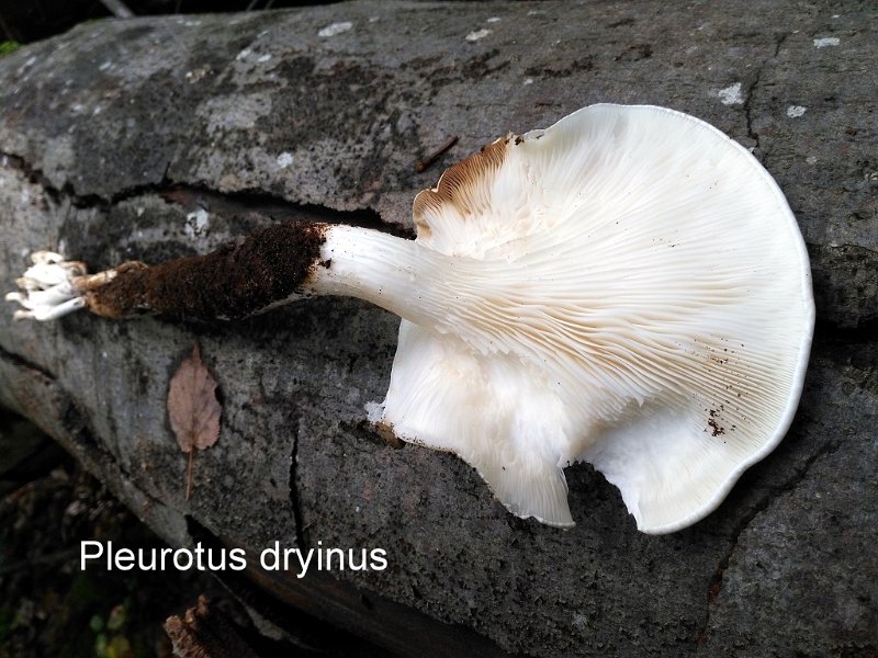Pleurotus dryinus-amf1466-1.jpg - Pleurotus dryinus ; Syn: Lentodiopsis dryina ; Nom français: Pleurote du chêne